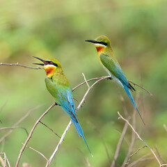 blue tailed bee eater on a branch.(merops philippinus)