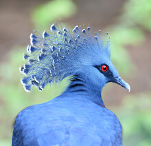 Victoria Crowned Bird (Goura Victoria), Head Profile