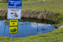 Pond With Alligators And Sign "beware Of "alligators "