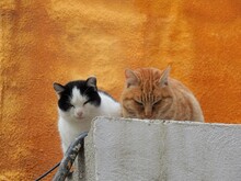 [Spain] Black And White Bicolor Cat And Red Tabby Cat Sitting On The Fence (Granada)
