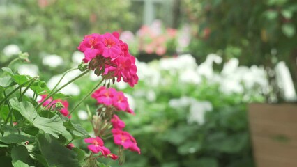 Wall Mural - blooming pink red geranium flower plant in botany garden park