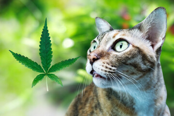 Cat and green leaf of marijuana,CBD cannabis for pets.