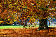 Common Beech Tree In Autumn, Ariana Park Around Ariana Museum, Geneva, Switzerland, Europe