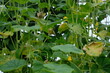 FU 2020-07-14 Ernte 404 An der rankenden Gurkenpflanze sind vereinzelt Blüten