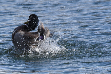 Poster - Enten am Wasser