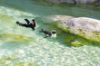 African penguins (Cape penguin) swimming in clear water at Wilhelma zoological garden, Stuttgart, Germany