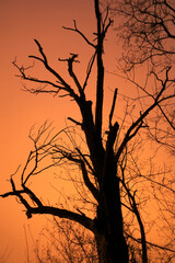 Poster - Trees in an urban park at night