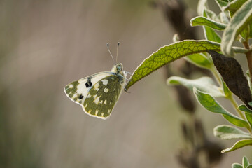 Wall Mural - Bath white butterfly, Pontia daplidice, underwings, resting on flower.