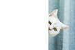 British shorthaired curious cat peeking out from behind a white background.