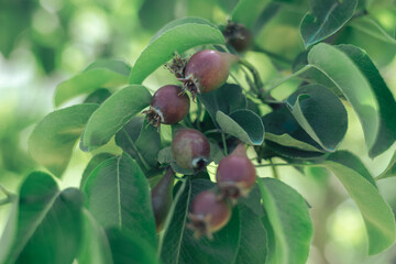 Poster - Small young fresh pears growing on a tree background.