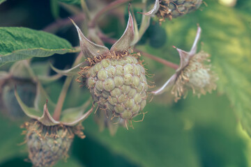 Poster - Close up of beautiful fresh green raspberries on a raspberry bush, on a farm. Background fresh's young berries. Macro photography view.