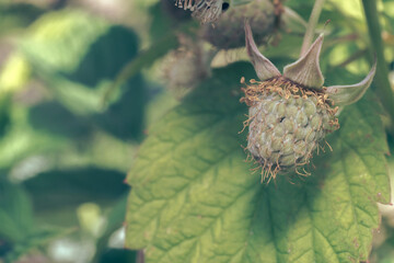 Poster - Close up of beautiful fresh green raspberries on a raspberry bush, on a farm. Background fresh's young berries. Macro photography view.