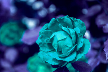 Poster - Beautiful fresh roses. Plants texture for designers. Close up of a bush of flower.  Aquamarine Plants pattern. Macro photography view.