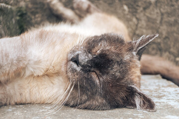 Fototapete - Close up sleeping  Siamese cat lying on a grass  funny sleeping cat's Portrait of sleeping  House cat.