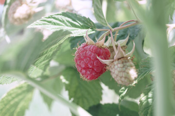 Poster - Beautiful fresh red raspberries on a raspberry bush, on a farm. Background fresh's young berries. Macro photography view.