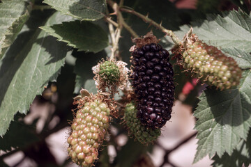 Aufkleber - Close up of beautiful Blackberry early large-fruited (Karaka Black) on a blackberry bush, on a farm. Background fresh's young berries.