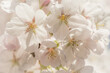 © Milou Dirks - close up macro of blossoming white sakura cherry blossom in spring