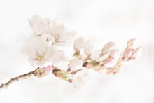 Branch Of Blossoming Pink And White Sakura Tree Cherry Blossom
