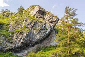 Wall Mural - tone ledge and pine tree in the bright sun