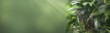 © winyu - tropical vegetation at the edge of green blurred abstract sunshine background, beautiful palm garden concept banner with copy space