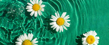 Chamomile Flowers On Green Water Under Sunlight. Top View, Flat Lay