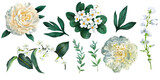 Fototapeta  - Set of white flowers including peonies and primrose