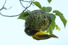 Southern Masked- Weaver Building Nest