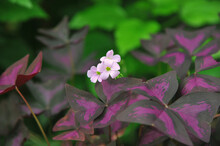  Purple Shamrock Plant. Light Pink Oxalis Triangularis Flowers Blooming. Home And Garden Plants Photo.