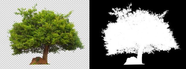 Poster - Tree on transparent background with clippings path and alpha channel for brush and easy to selection