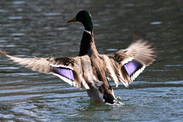 Poster - Ente verteidigt ihre Jungen