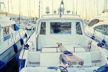 Wall Mural - Dog on the white yacht at marina.