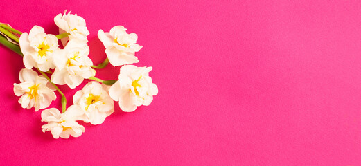 Poster - white narcissus on pink paper background