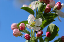 The Apple Blossoms Are In Full Bloom