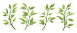 Fototapeta Na sufit - Vector designer elements set collection green branch with leaves. Decorative beauty elegant illustration for design leaf in watercolor style.