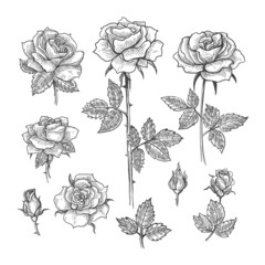 Wall Mural - engrave sketch roses