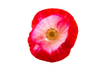 Canvas Print - beautiful poppies isolated