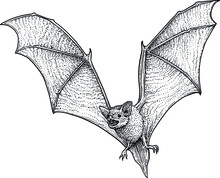 Bat Illustration, Drawing, Engraving, Ink, Line Art, Vector