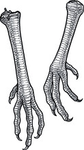 Chicken feet illustration, drawing, engraving, ink, line art, vector