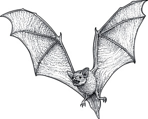 Bat illustration, drawing, engraving, ink, line art, vector