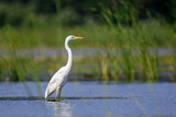 Fototapeta  - White heron, Great Egret, standing on the lake. Water bird in the nature habitat