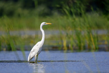 White Heron, Great Egret, Standing On The Lake. Water Bird In The Nature Habitat