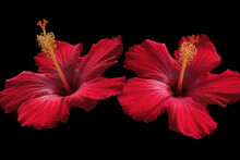 Two Crimson Red Hawaiian Hibiscus Flowers On Black Background 