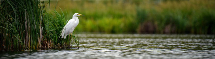 white heron, great egret, standing on the lake. water bird in the nature habitat