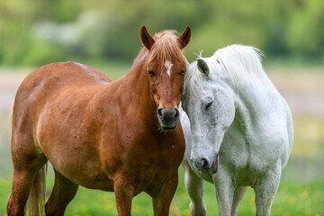 Wall Mural - White and brown love horse on field