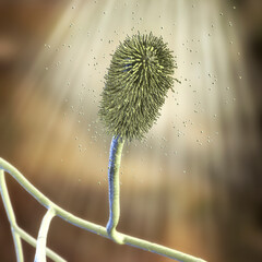 Poster - Aspergillus clavatus mold fungi, 3D illustration