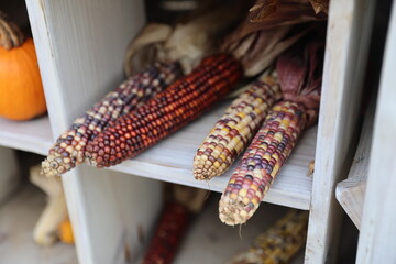 Wall Mural - Fall Harvest Corn