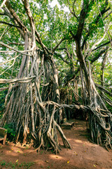 Canvas Print - The Great Banyan is a banyan tree (Ficus benghalensis) located in Sri Lanka.