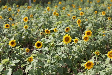 Wall Mural - Sunflowers