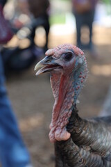 Canvas Print - Wild Turkey