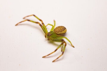 Wall Mural - spider on a white background
